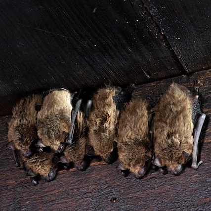 a grouping of bats in an attic