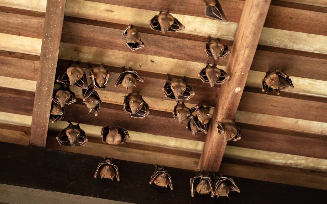 a group of bats hanging in a roof