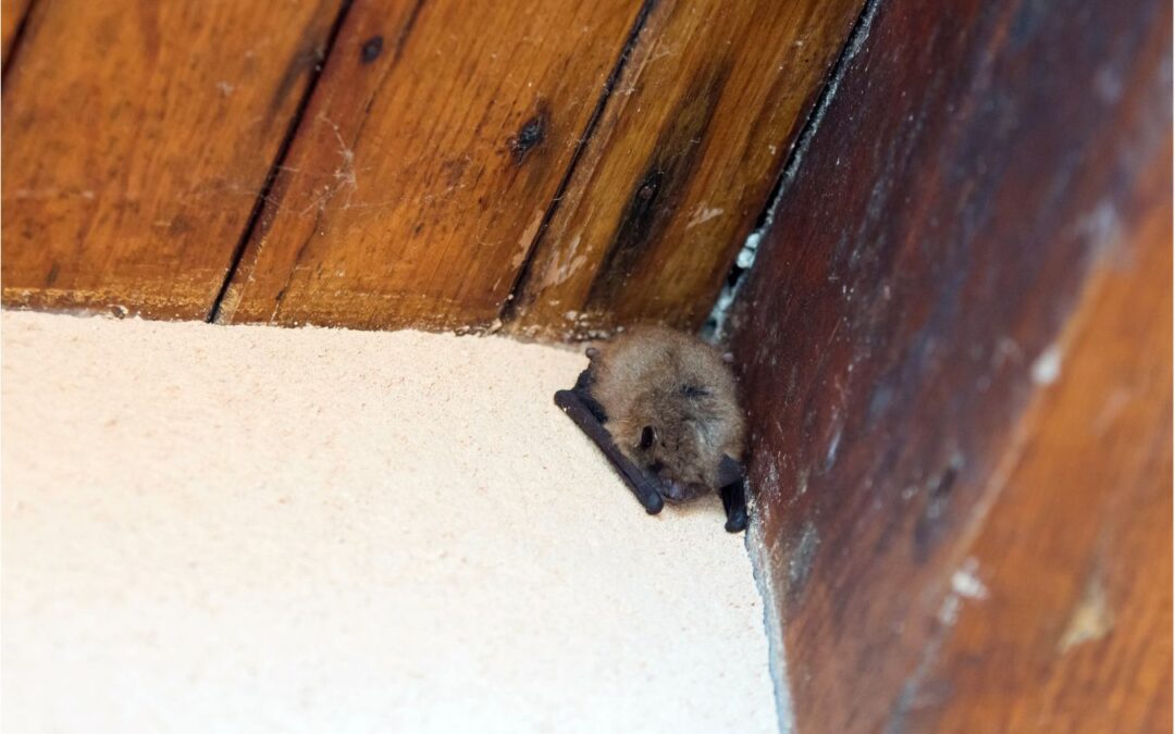 Bat Removal: How To Get a Bat out of Your House